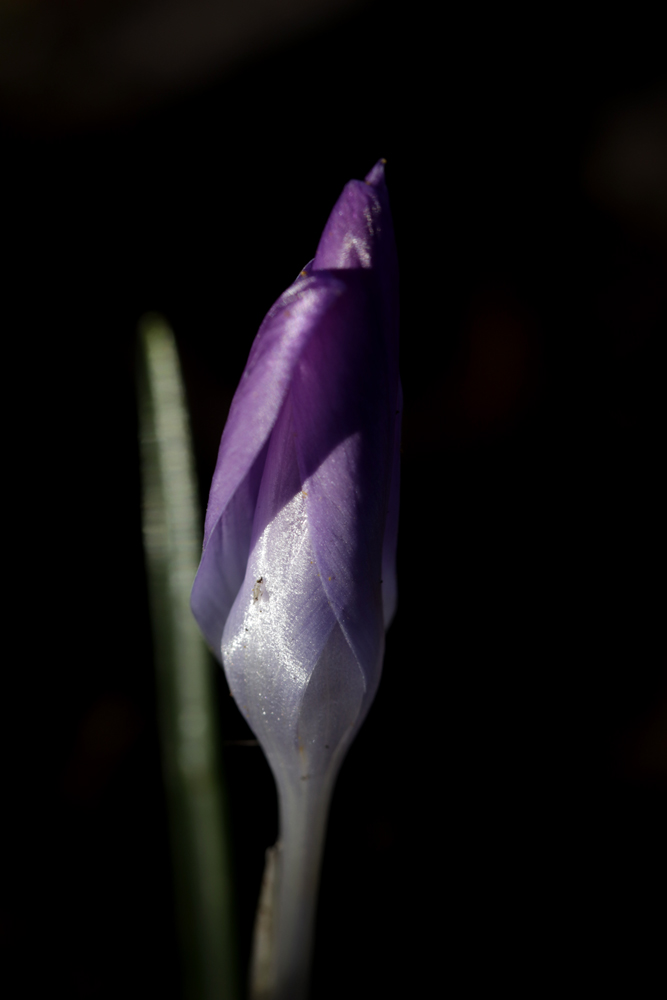 Crocus