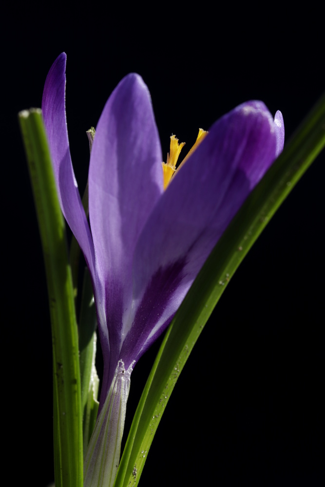 Crocus