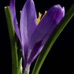 Crocus