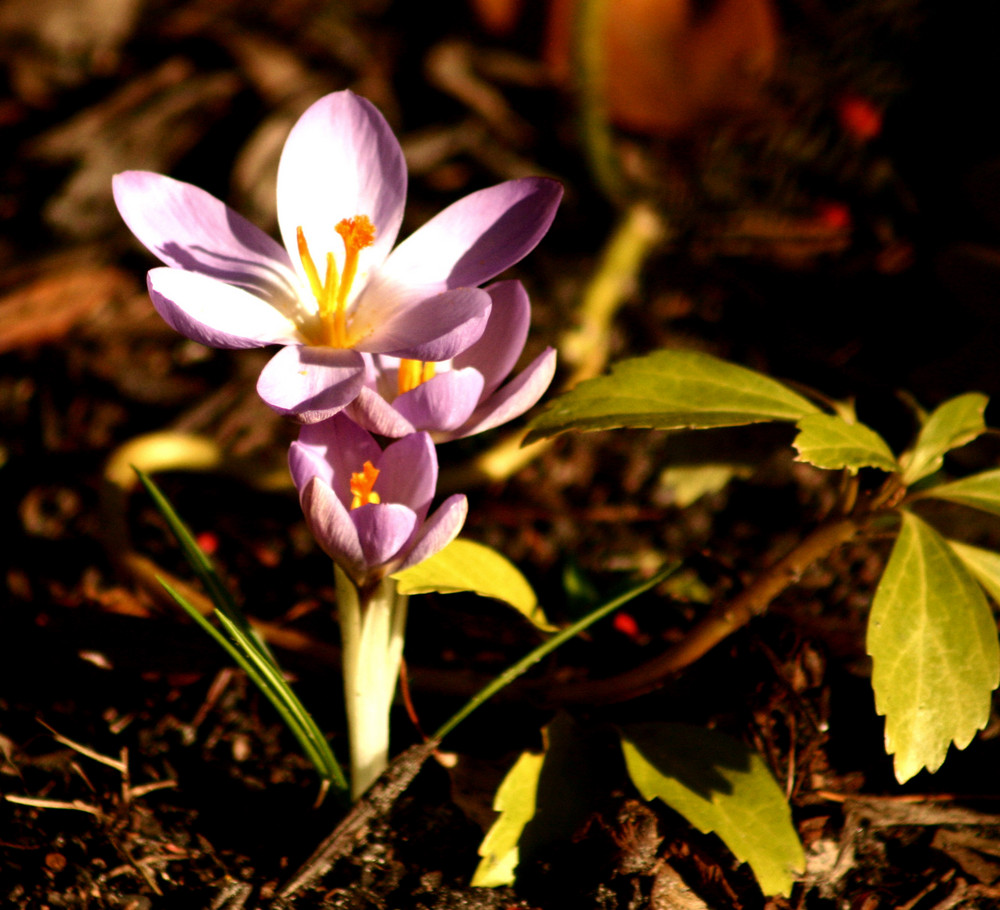 Crocus