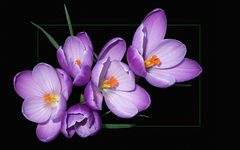 Crocus