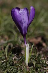 Crocus