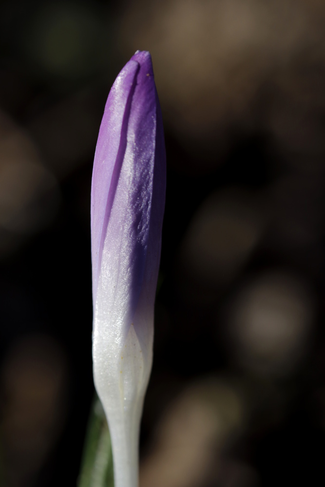 Crocus