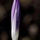 Crocus