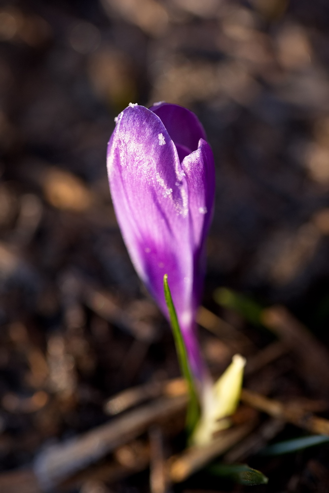 Crocus