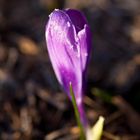 Crocus