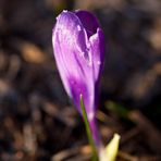Crocus