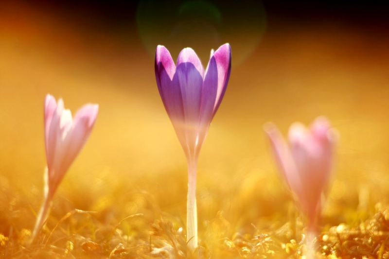 Crocus