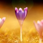 Crocus