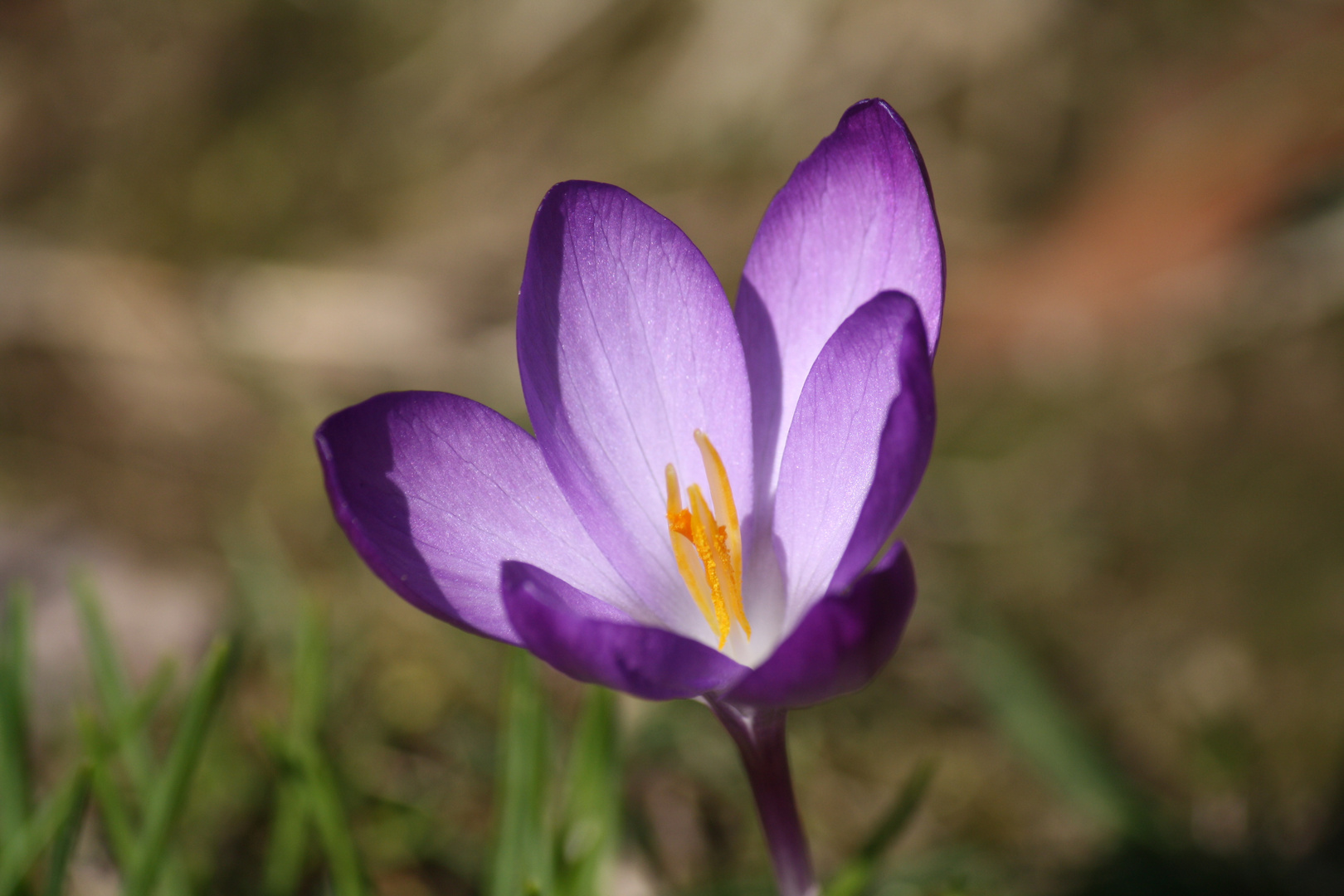 Crocus