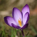 Crocus