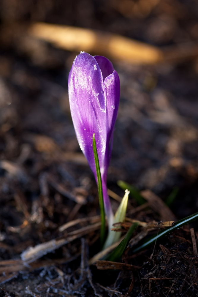 Crocus