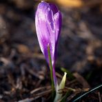 Crocus