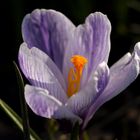 Crocus
