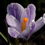 Crocus