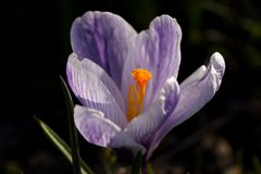 Crocus