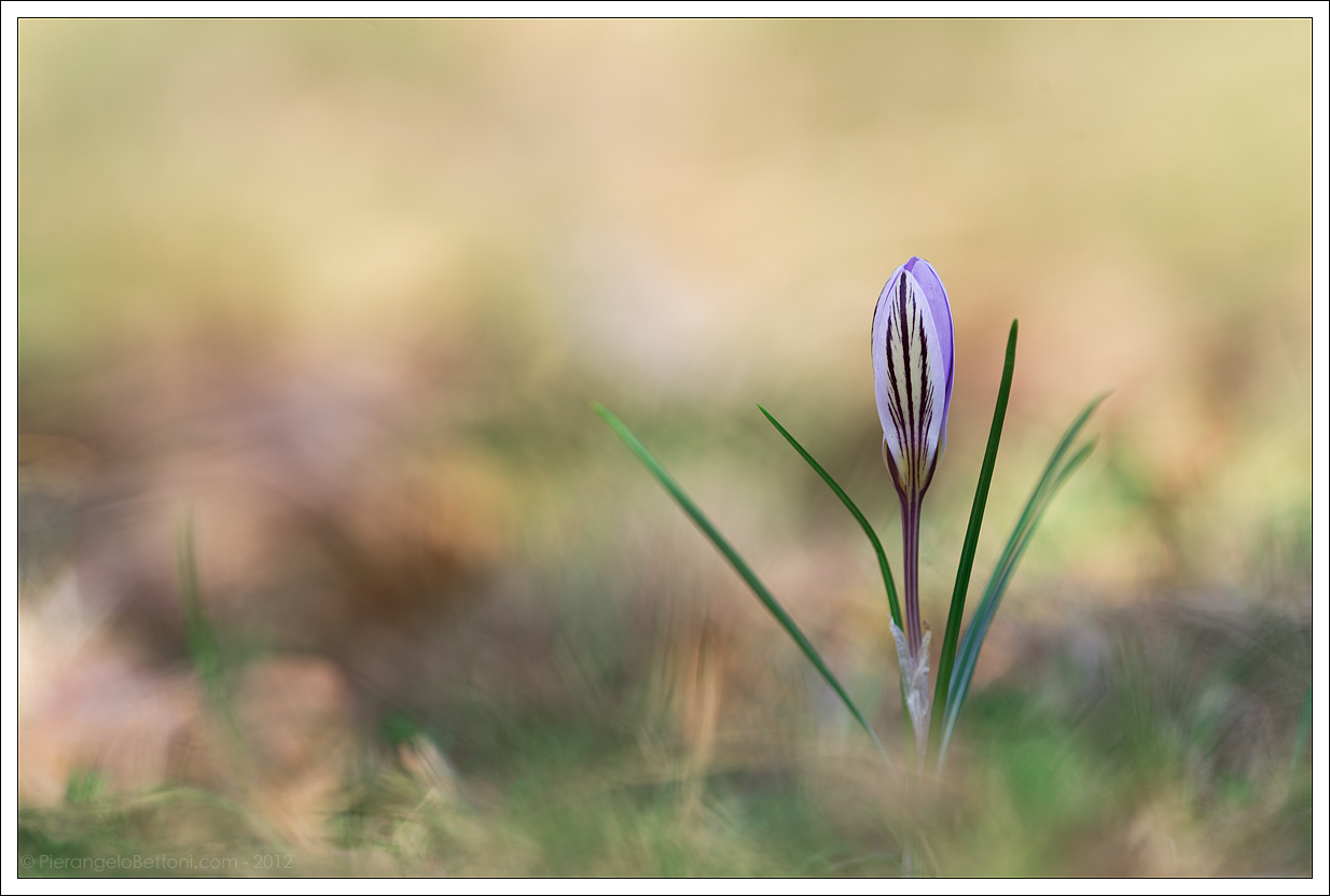 Crocus