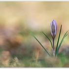 Crocus