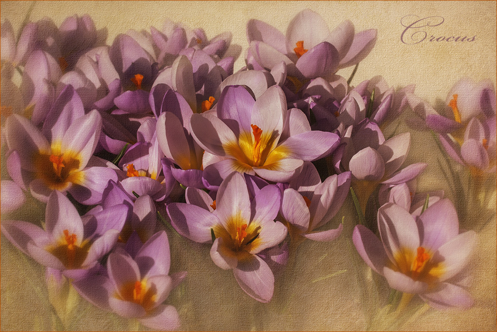 Crocus.....