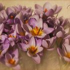 Crocus.....