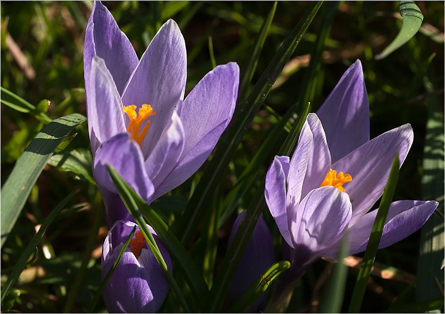 Crocus