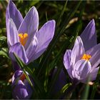 Crocus