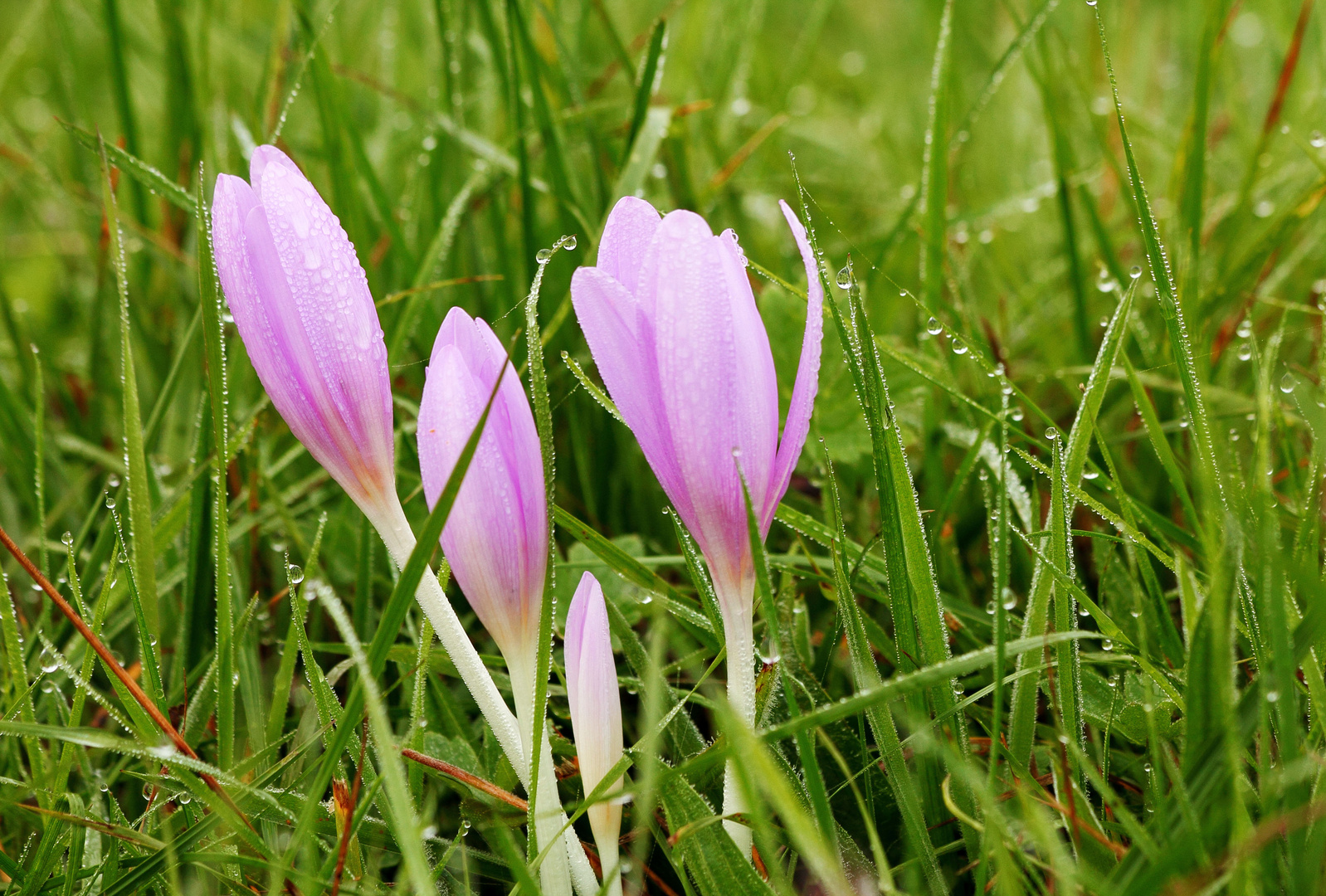 Crocus.