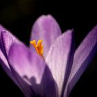 Crocus