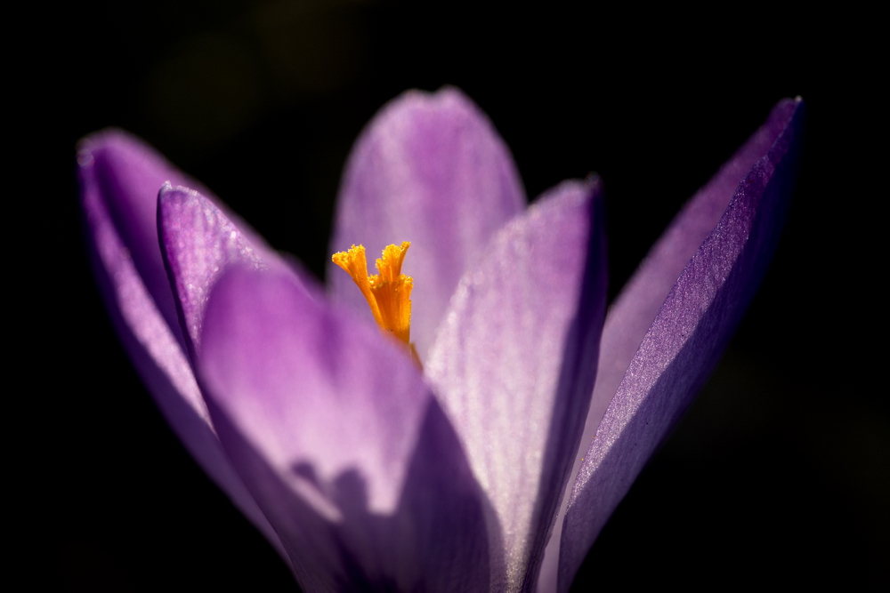 Crocus