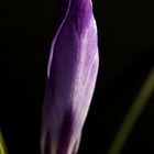 Crocus