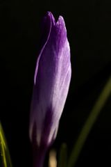 Crocus