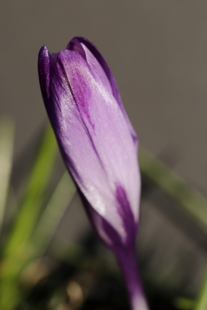 Crocus