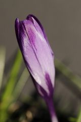 Crocus