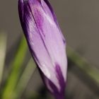 Crocus