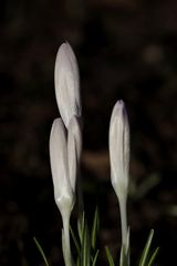 Crocus