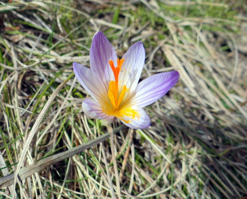 Crocus