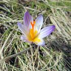 Crocus