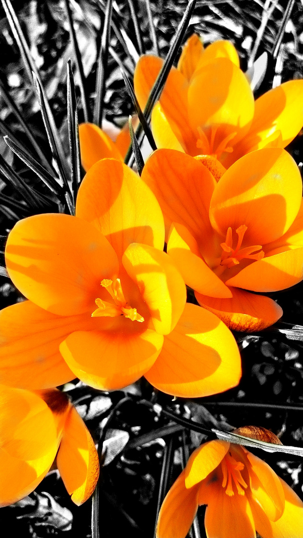 Crocus