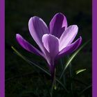 crocus