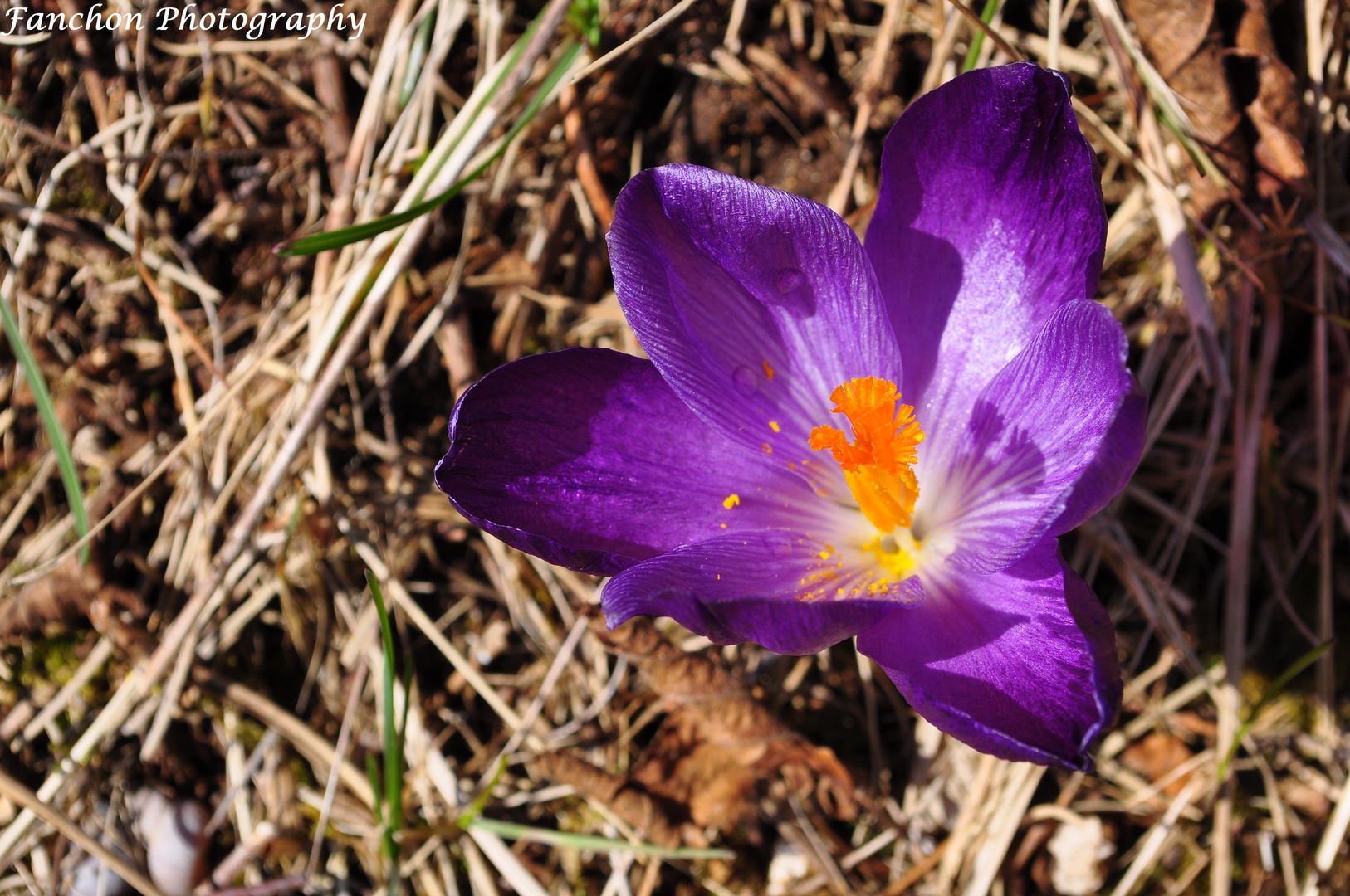 Crocus