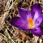 Crocus