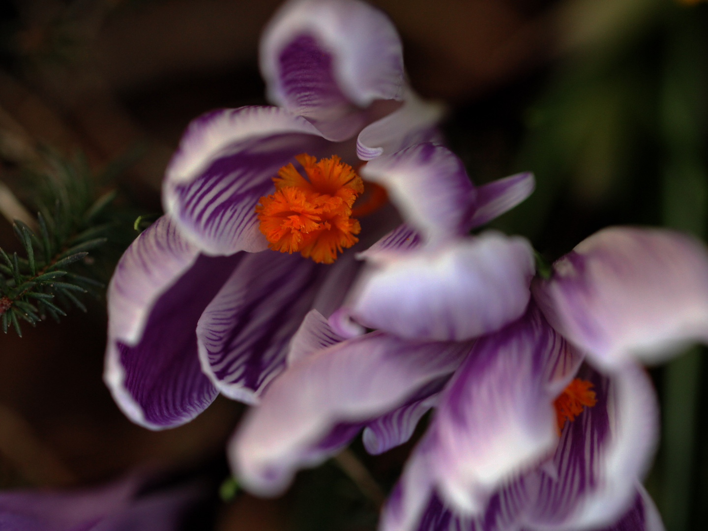 Crocus*