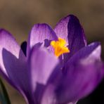 Crocus