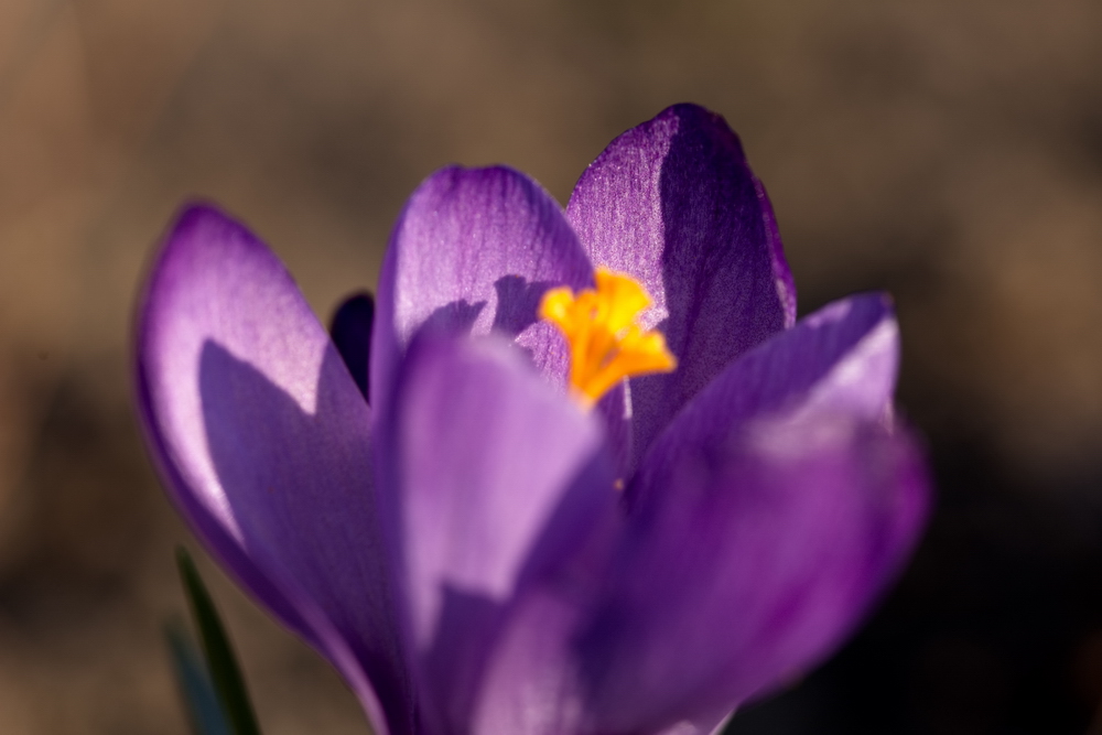 Crocus