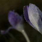 Crocus