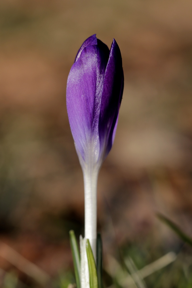 Crocus