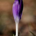 Crocus