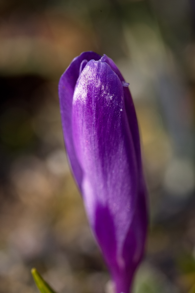 Crocus
