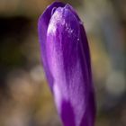 Crocus