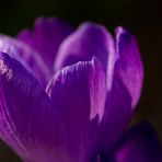 Crocus
